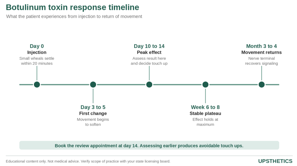 Infographic on how botulinum toxin works and its onset timeline