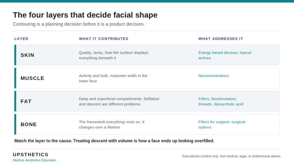 Infographic of the four layers that decide facial shape: skin, muscle, fat and bone